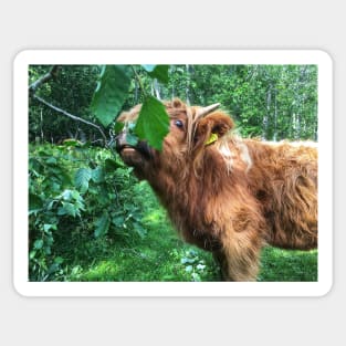 Scottish Highland Cattle Calf 2053 Sticker